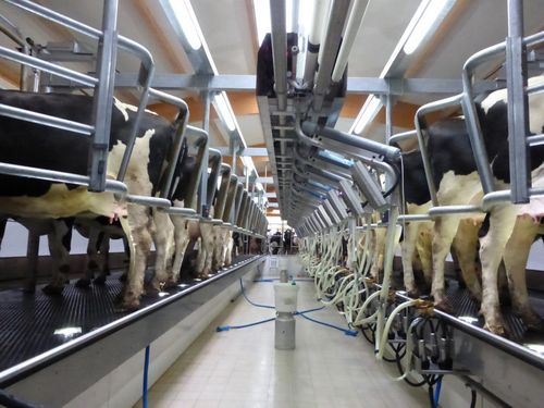 Salle de traite pour vaches - DualFlo™ - BouMatic - parallèle / en épi / swing-over
