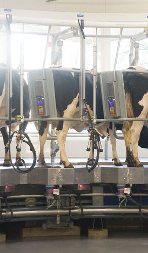 Salle de traite pour vaches - XPEDIA 360IX - BouMatic - en épi / parallèle / en tandem
