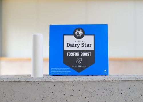 Bolus pour la nutrition - DairyStar Fosfor Boost - AGRIPROM - pour bovins / bovins lait / correcteur de carence