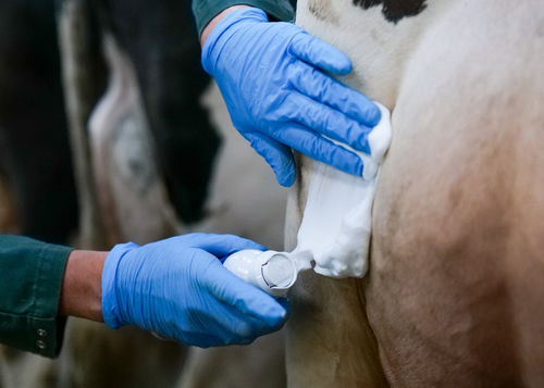 Désinfectant en mousse - Sanofoam - AGRIPROM - d'élevage / biocide