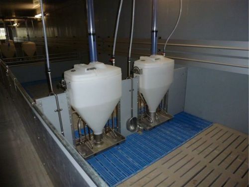 Système automatique de distribution d'aliments à chaîne - ACF  - CAWI International - pour truies