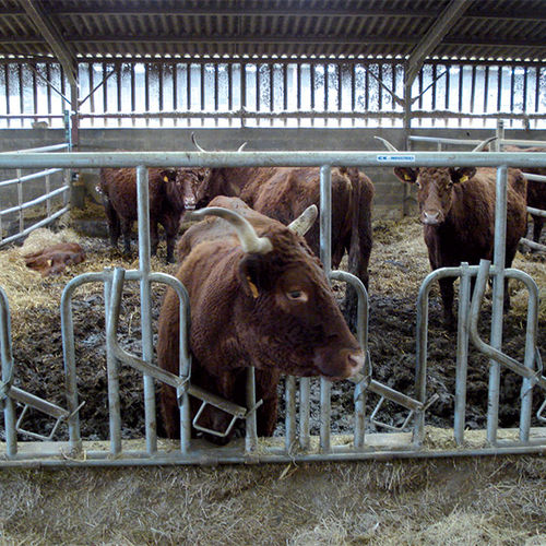Cornadis pour vaches - Swedish - CK Industries - autobloquant / réglable / suédois