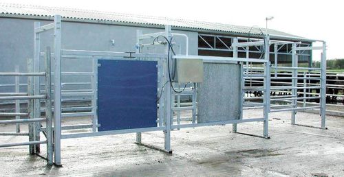 Porte de tri pour vaches - Dairymaster - automatisé