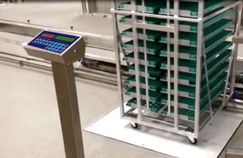 Système de pesage pour volaille - Innovatec Hatchery Automation - numérique / à plate-forme
