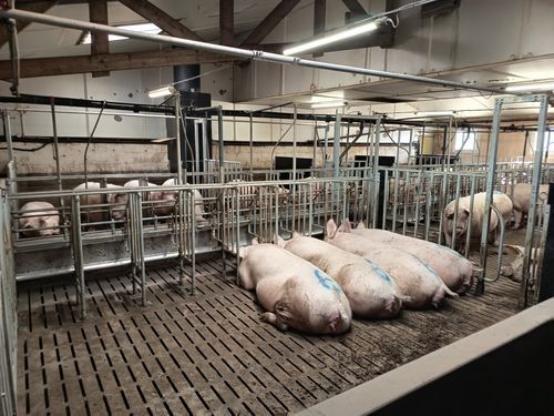 Cage de gestation pour porcins - I-TEK