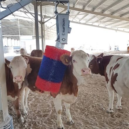 Brosse d'élevage - Kurtsan Tarim End. Mak. San. ve Tic. Ltd. Sti. - tournante / pour vaches / verticale