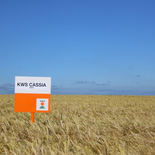 Semence d'orge précoce - CASSIA - KWS SAAT AG - hiver / à 2 rangs / résistante à la verse