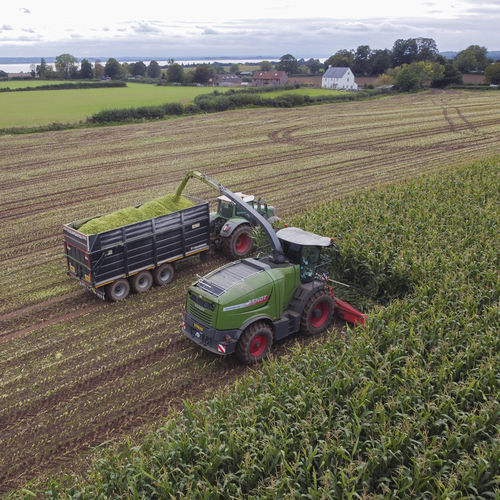 Semence de maïs précoce - REO - KWS SAAT AG - ensilage