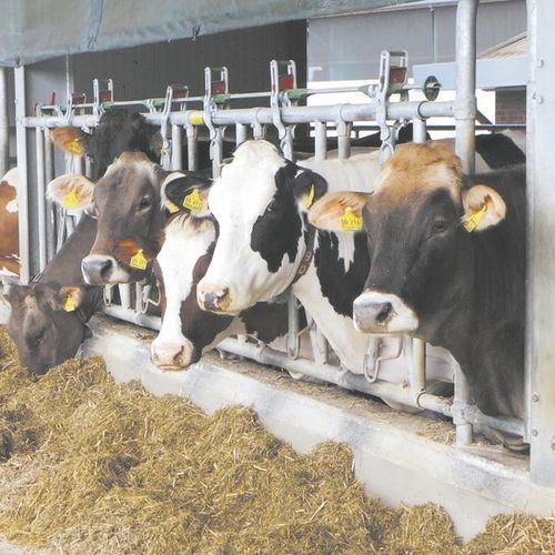 Cornadis pour vaches - MILKPLAN S.A. - à structure tubulaire