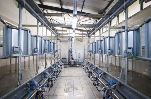 Salle de traite pour vaches - MP Armektron Dynamic - MILKPLAN S.A. - en épi / avec sortie rapide