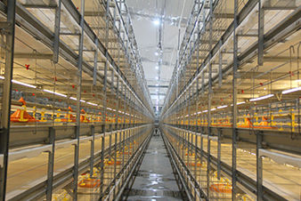 Système d'élevage de poulets de chair en cages - EI-LY/R15 - Qingdao Xingyi Electronic Equipment Co., Ltd.