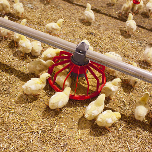 Équipement d'alimentation pour volaille - SCHULZ Systemtechnik GmbH - de tarière d'alimentation / avec contrôleur