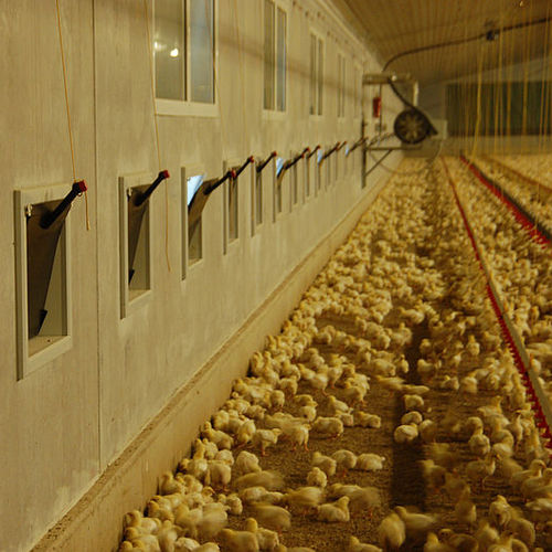 Système de volière pour poussins - SCHULZ Systemtechnik GmbH