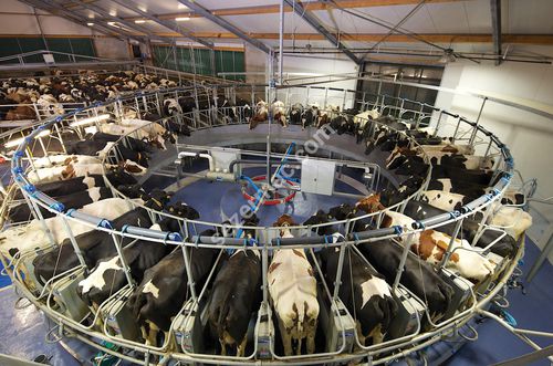 Salle de traite pour vaches - SEZER TARIM ve Sagim Teknolojileri San. ve Tic. Ltd. Sirketi - à carrousel