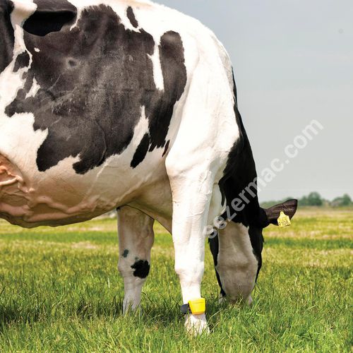 Système de surveillance pour vaches - VLS/L - SEZER TARIM ve Sagim Teknolojileri San. ve Tic. Ltd. Sirketi - de traite / bracelet