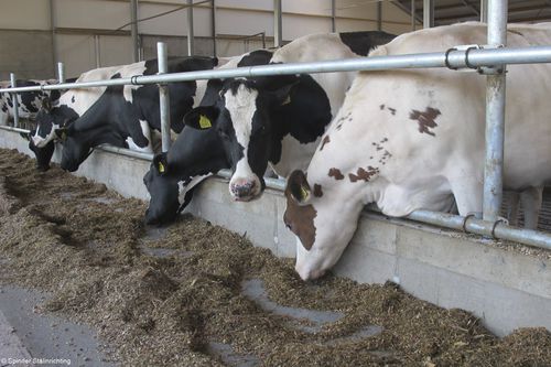 Cornadis pour vaches - Tubing Feed front - Spinder Dairy Housing Concepts - standard / à structure tubulaire
