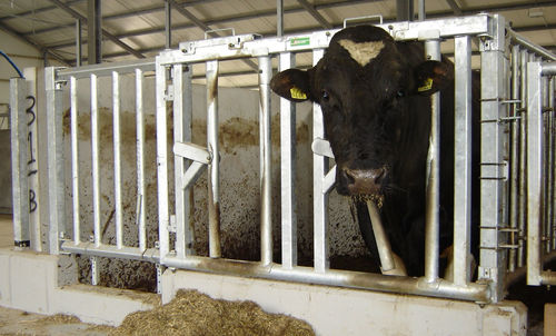 Barrière d'élevage - Bull pen - Spinder Dairy Housing Concepts - pour stabulation / pour vaches / en métal