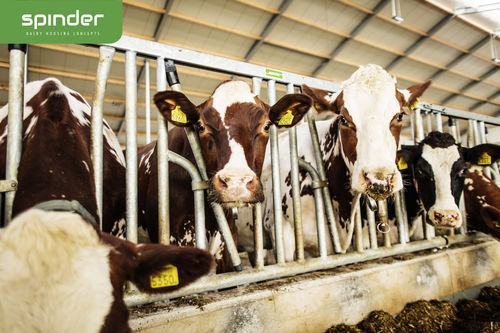 Cornadis pour vaches - Limoline  - Spinder Dairy Housing Concepts - autobloquant / à structure tubulaire / modulable
