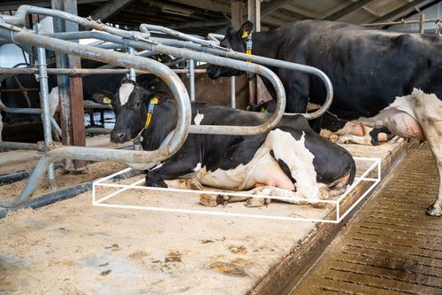 Matelas pour vaches en latex - Meadow Mesa - Spinder Dairy Housing Concepts - en caoutchouc / en mousse