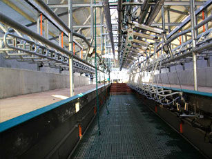 Machine à traire pour vaches - System Happel GmbH - >4 / électrique / pipeline