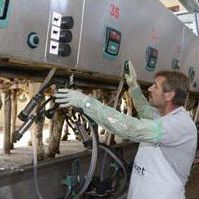 Système de surveillance pour vaches - SCR - TARIMAK A.S. Tarimak Tarim Makinalan San. ve Tic. - de traite