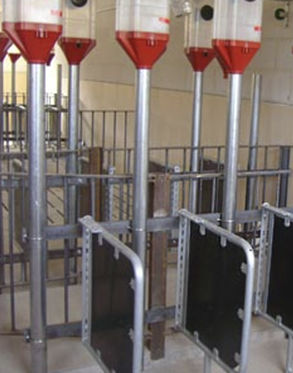 Cage de gestation avec abreuvoir - BOX Y SEMIBOX - TIGSA