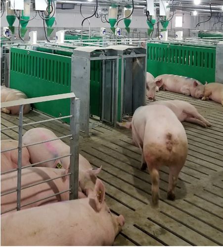 Station d'alimentation pour truies - MAXIMUS - TIGSA - alimentation sèche / avec logiciel de gestion / avec contrôleur