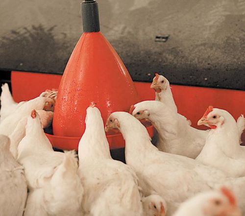 Abreuvoir pour volaille - Sowa - VDL AGROTECH B.V. - à cloche / en plastique / multi-accès