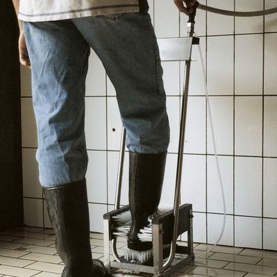 Bac pédiluve pour bâtiment d'élevage - VINK ELST B.V. - en acier inoxydable / avec brosse