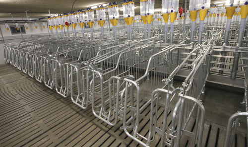 Cage de gestation avec protection contre l’écrasement - Vissing Agro A/S