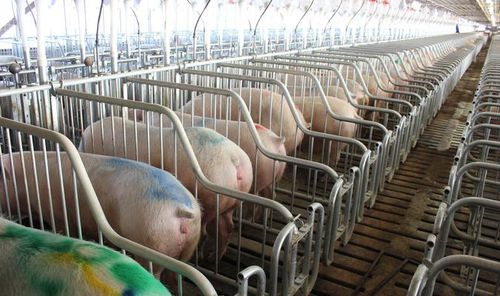 Cage d'insémination avec abreuvoir - Vissing Agro A/S