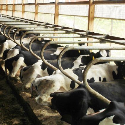 Matelas pour vaches lit à eau - ORIGINAL  - Advanced Comfort Technology, DCC Waterbed - pour logettes