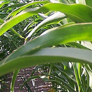 Semence de maïs très précoce - P7381 - DuPont Pioneer - ensilage / grain / résistante à la verse