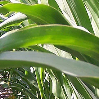 Semence de maïs précoce - P7364 - DuPont Pioneer - ensilage / grain / cornée