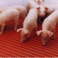 Caillebotis en métal - TenderNova™ - Tandem Products, Inc./Tenderfoot Div. - pour élevage porcin / antidérapant