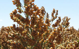 Semence de sorgho demi-précoce - Aphix AG1203 - Alta Seeds - grain / adaptée aux zones sèches