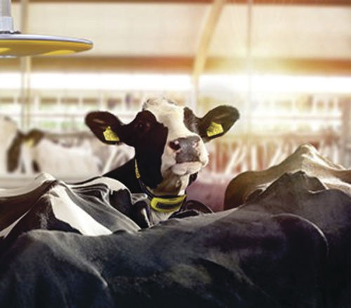 Système de surveillance pour vaches - Nedap COWcontrol ™ - BECO Dairy Automation, Inc. - pour étable / de l'état de santé / de chaleur