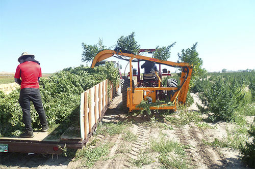 Récolteuse de chanvre - RMTD 03 - KIRPY - montée sur tracteur / à 1 rang / avec élévateur