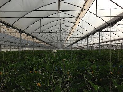 Serre multi chapelle -  R- MT series - Rufepa - de production / structure en acier / permanente