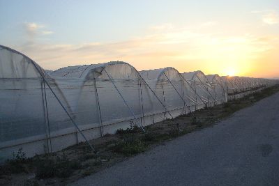Serre à tunnel - Rufepa - de production / en plastique / pour fraises
