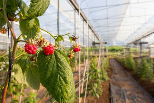 Bâche pour serre - Berries - Armando Alvarez Group - en plastique / biodégradable / résistant aux produits chimiques