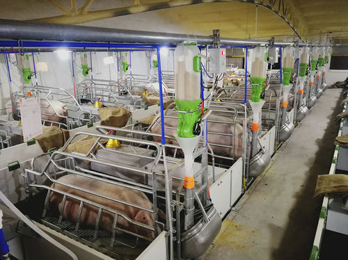 Équipement d'alimentation pour porcins - Materneo - Asserva - sur rail / programmable