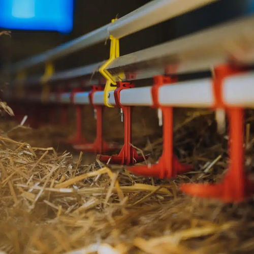 Système d'abreuvement pour poussins - CABI GROUP - pour poulets / pour canards / automatique