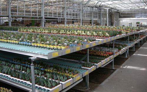 Convoyeur à rouleaux - Demtec - de pots / de plaques / à hauteur variable