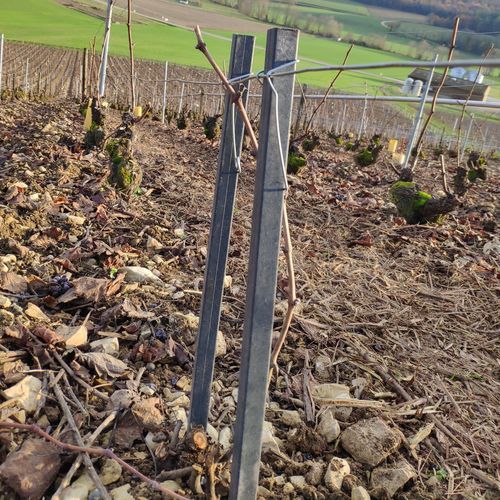 Tuteur pour vigne - Tutofi - CAVI group