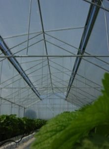 Bâche pour serre - OPTILUX CLEAR - OERLEMANS PLASTICS BV - anti-UV / effet thermique / anticondensation