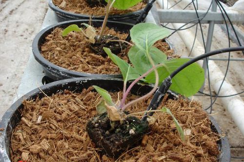 Substrat de culture tourbe de coco - CD - Jiffy Products International BV - fibre de coco / motte pressée / bouchon