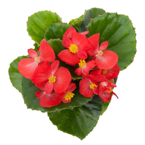 Semence de fleur pour massif - Alfa - SAKATA ORNAMENTALS EUROPE A/S - annuelle / rose / rouge