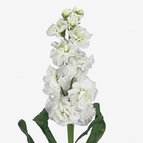 Semence de fleur blanche - Arrow - SAKATA ORNAMENTALS EUROPE A/S - à couper / d'intérieur
