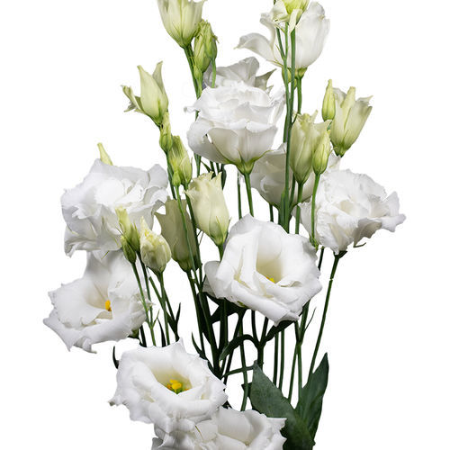 Semence de fleur rose - Echo - SAKATA ORNAMENTALS EUROPE A/S - violette / blanche / bleue